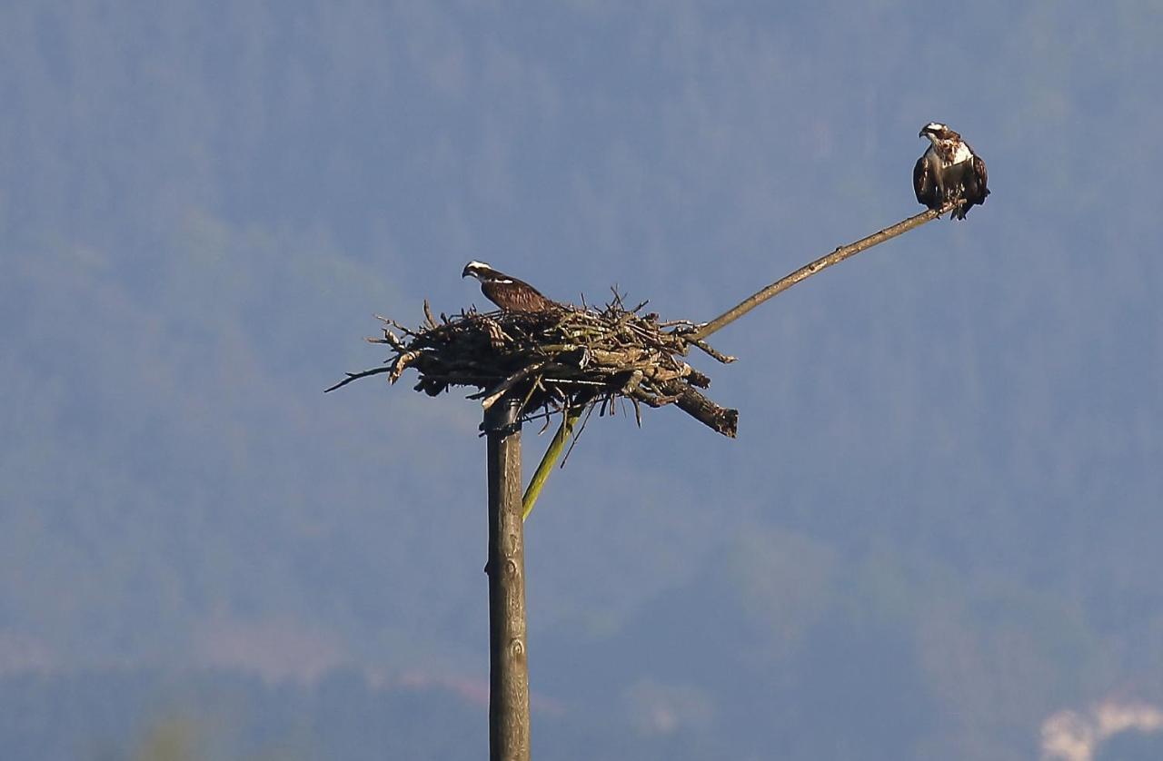 Hotel Urdaibai Bird Center à Gautegiz Arteaga Extérieur photo